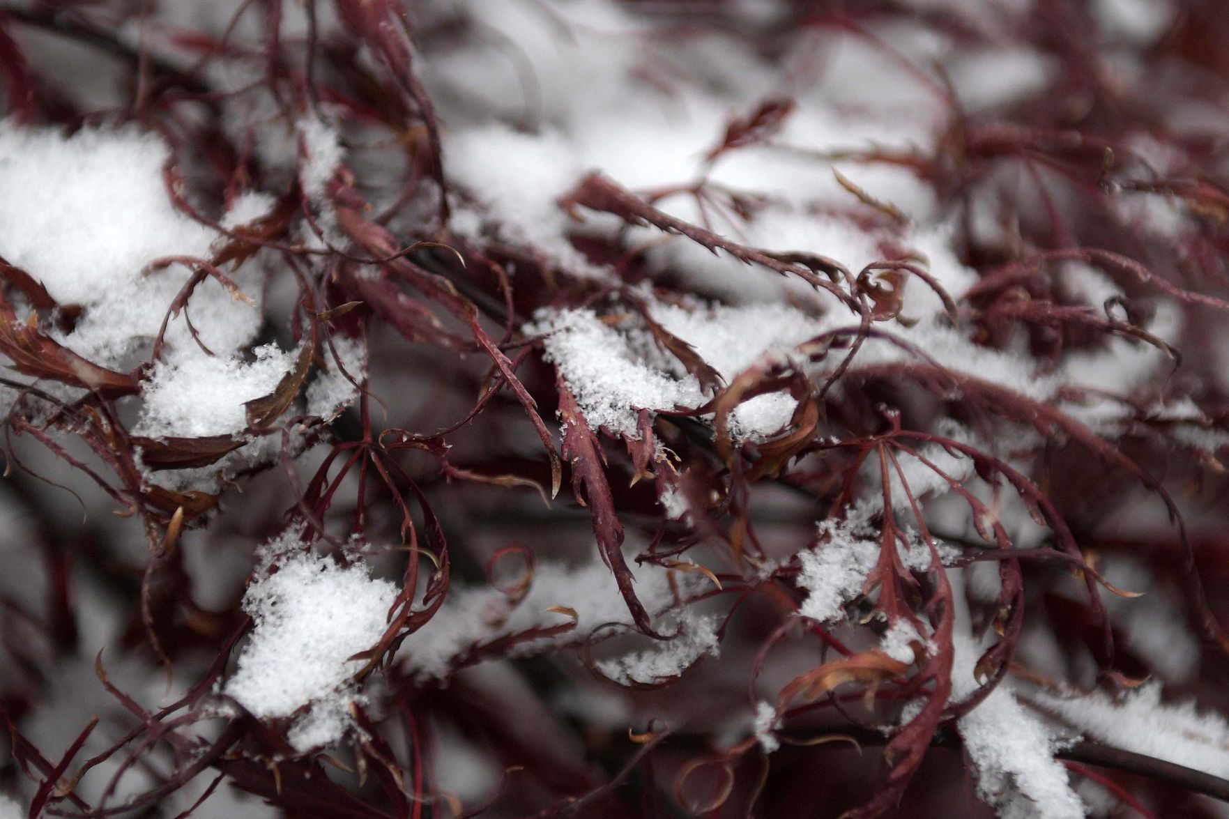 Snow